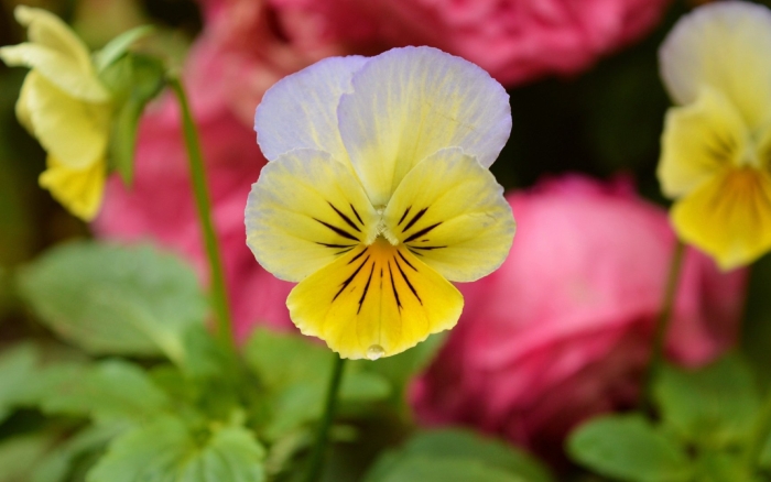 Анютины глазки