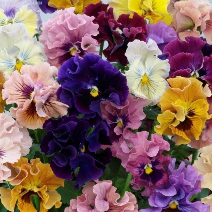 Виола виттрока версаль