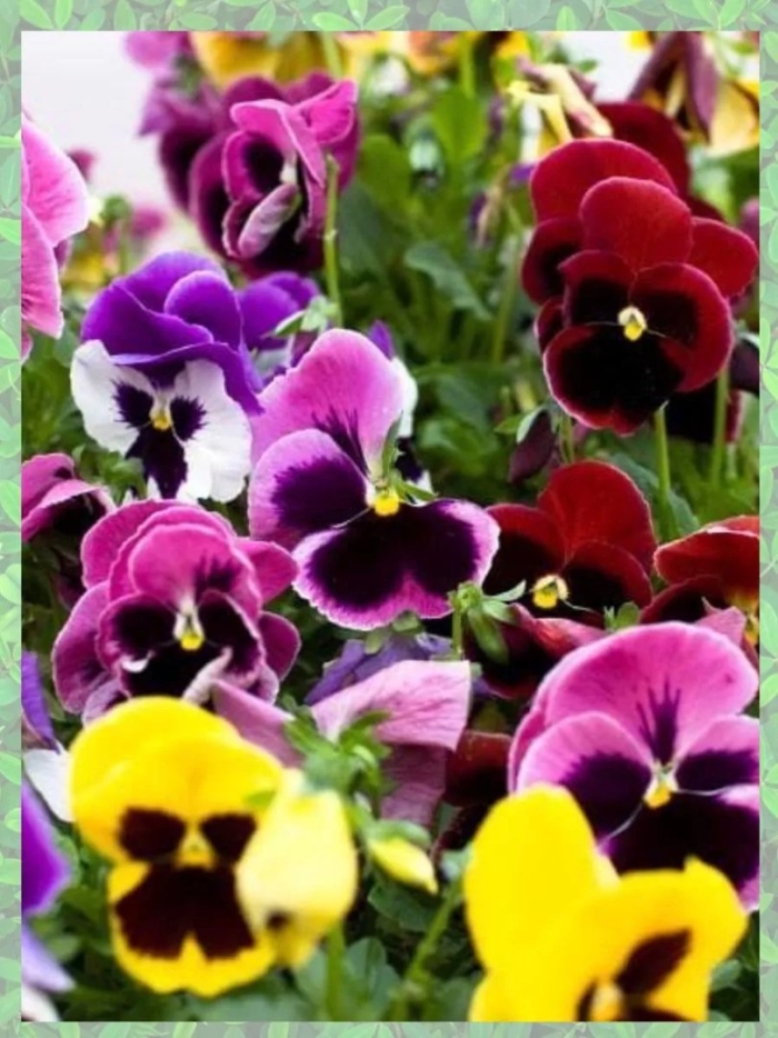 Анютины глазки швейцарские гиганты