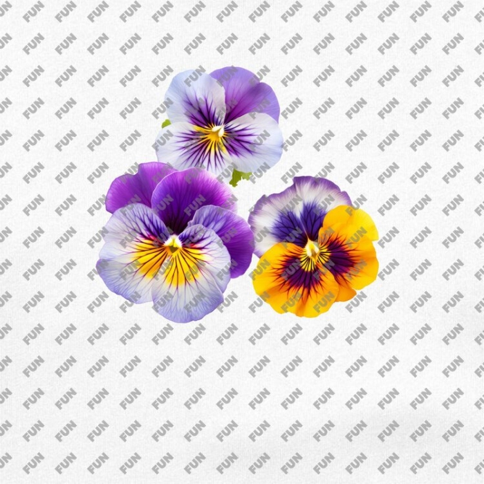 Анютины глазки на белом фоне