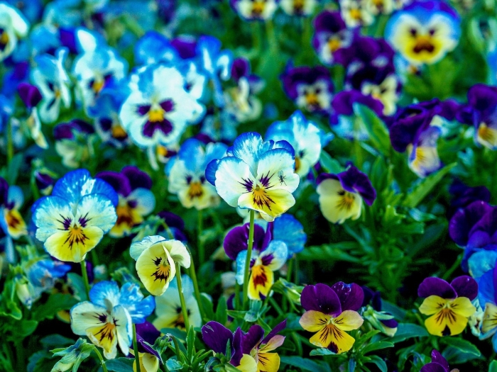Садовые анютины глазки