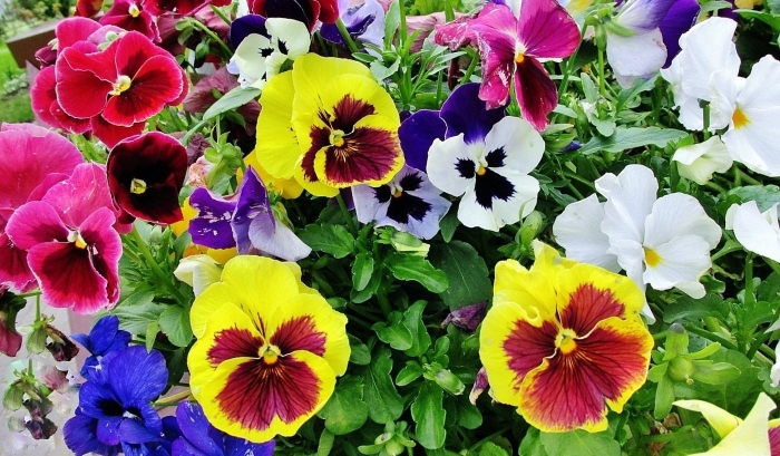 Виола анютины глазки