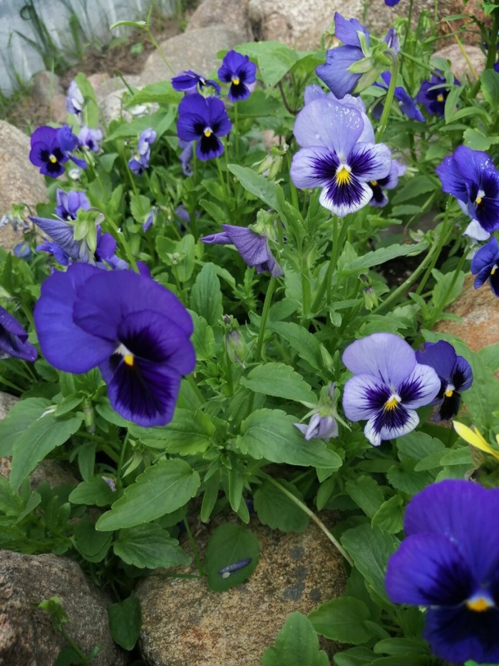 Виола виттрока анютины глазки