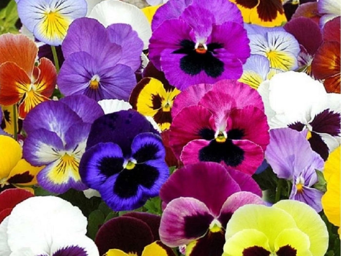 Виола анютины глазки