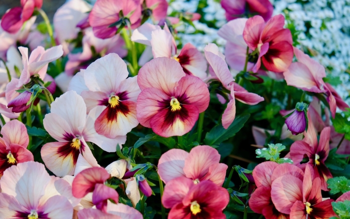 Виола цветок