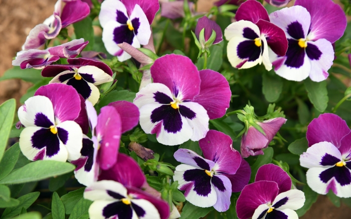 Виола цветы однолетние