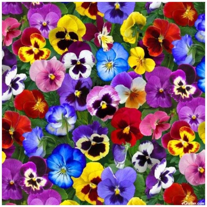 Анютины глазки