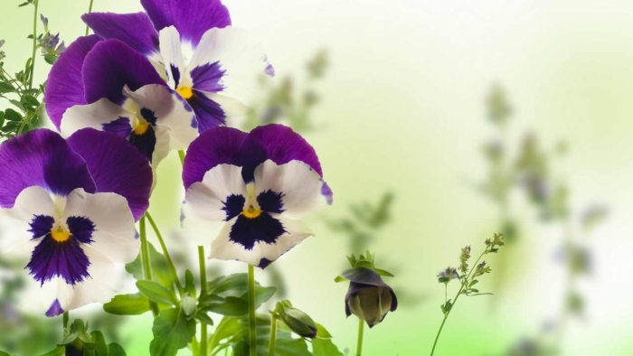 Анютины глазки цветок