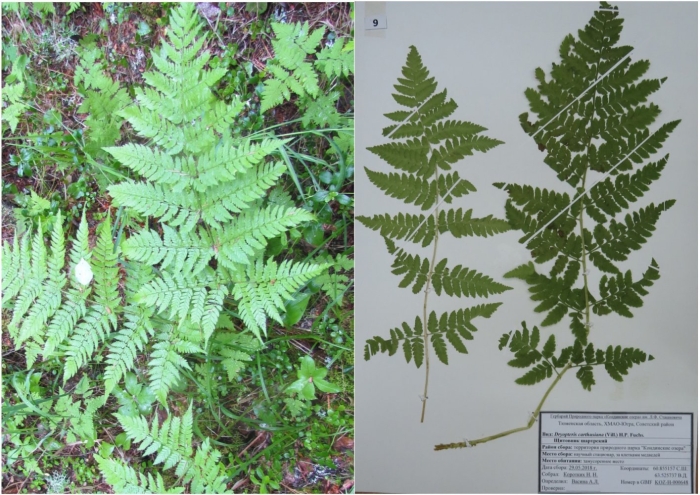 Кочедыжник красночерешковый