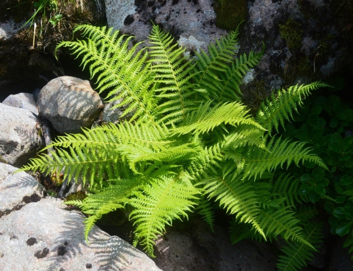 Папоротник ореоптерис