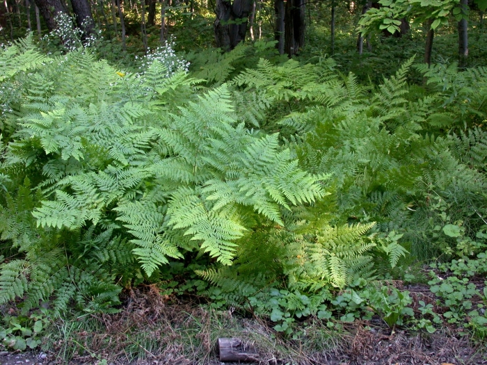 Pteridium aquilinum