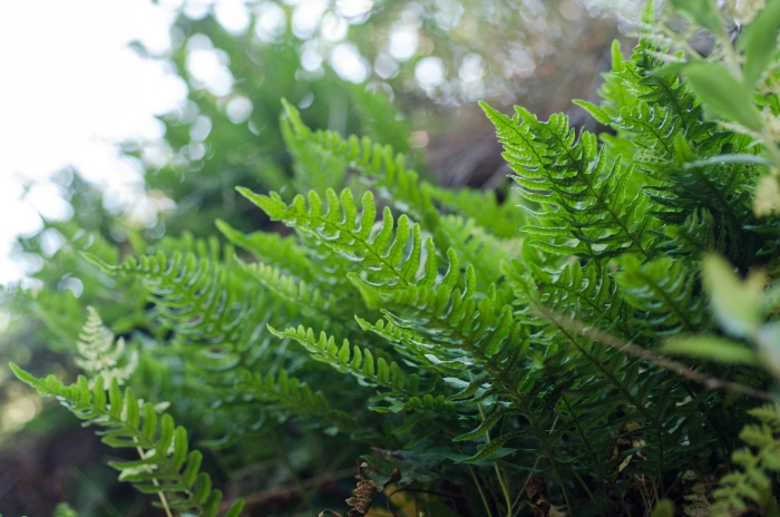 Папоротник многоножка