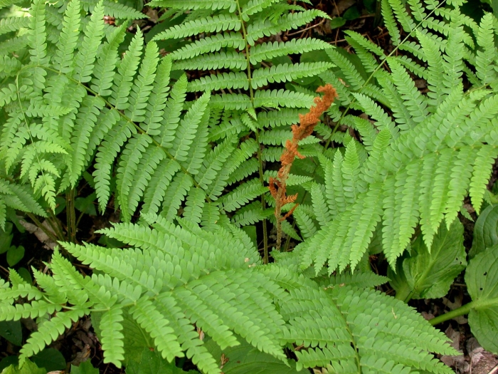 Osmundastrum cinnamomeum