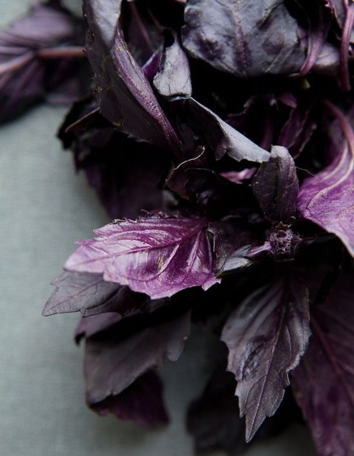 Базилик реган фиолетовый