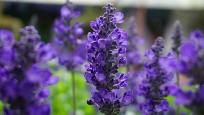 Шалфей мучнистый (salvia farinacea)
