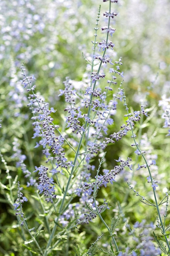Perovskia atriplicifolia
