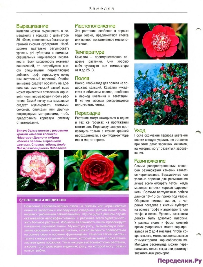 Миддлемист камелия