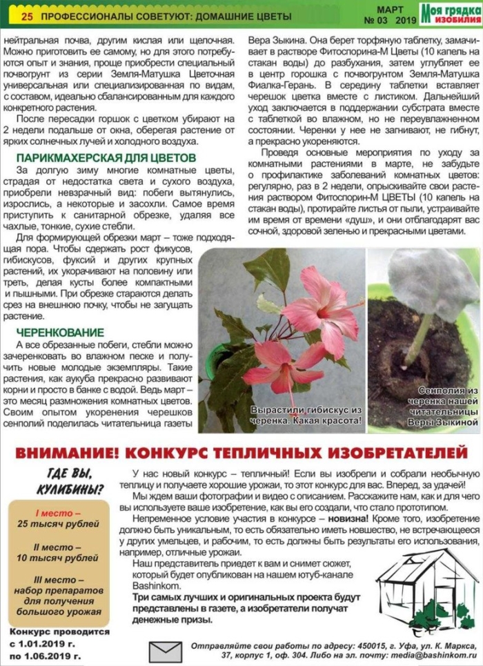 Гибискус комнатное растение