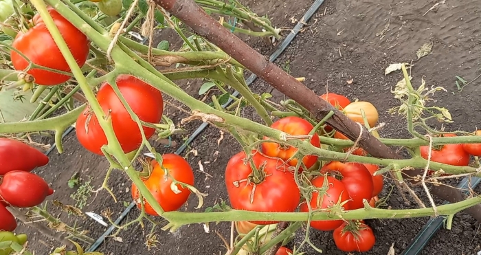 Сорт томата