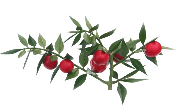 Иглица понтийская