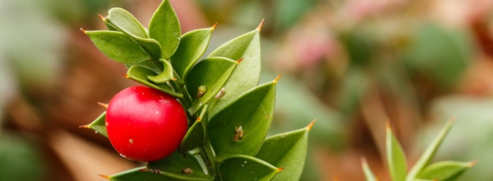 Иглица колючая