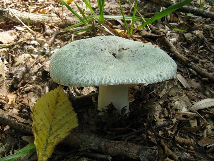 Сыроежка зелёная (russula aeruginea).