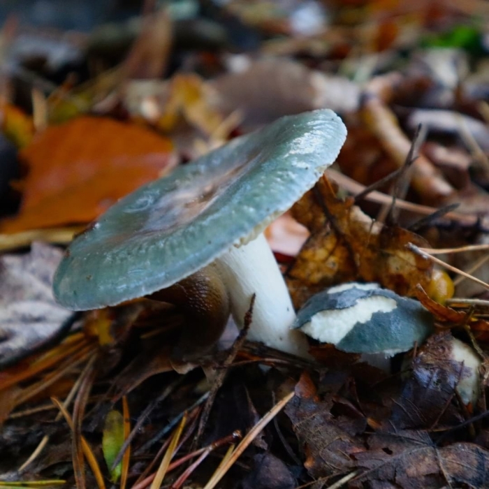 Сыроежка серая