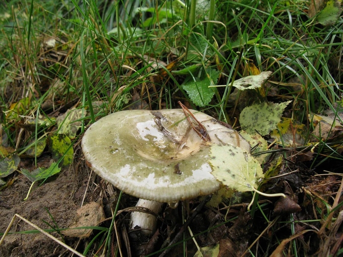 Бледная поганка гриб