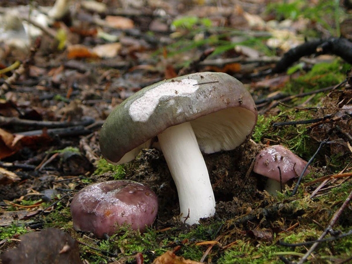 Грибы рядовки сыроежки