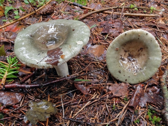 Зеленая сыроежка