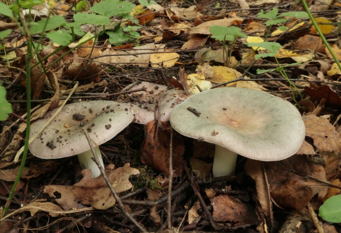 Russula cyanoxantha