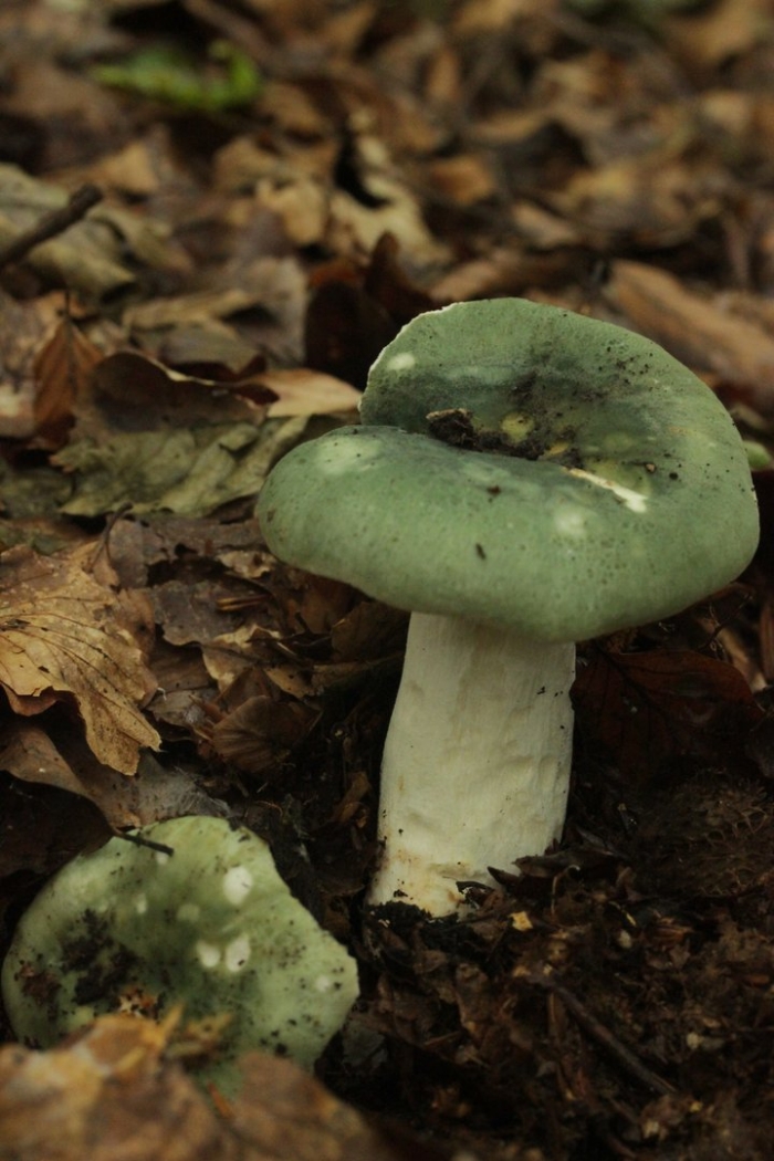 Russula virescens