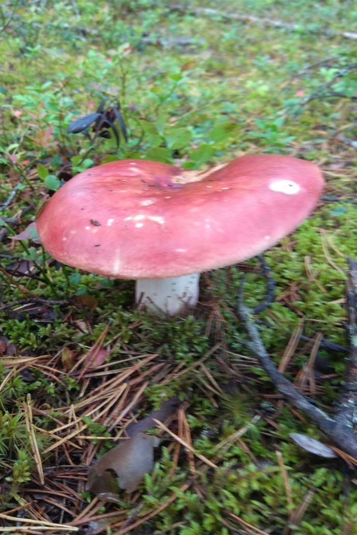 Сыроежка розовая russula rosea