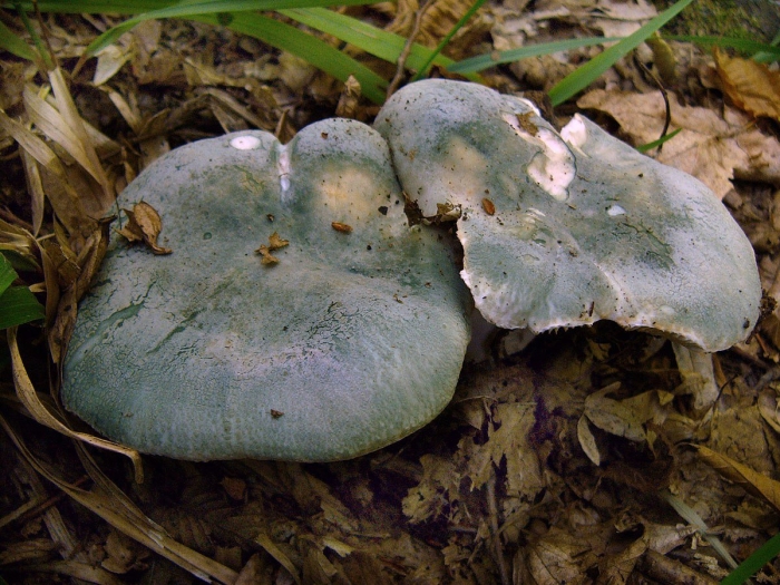 Сыроежка вильчатая