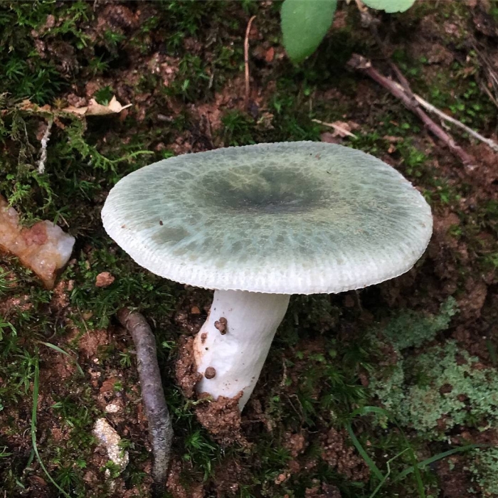 Сыроежка зелёная (russula aeruginea).