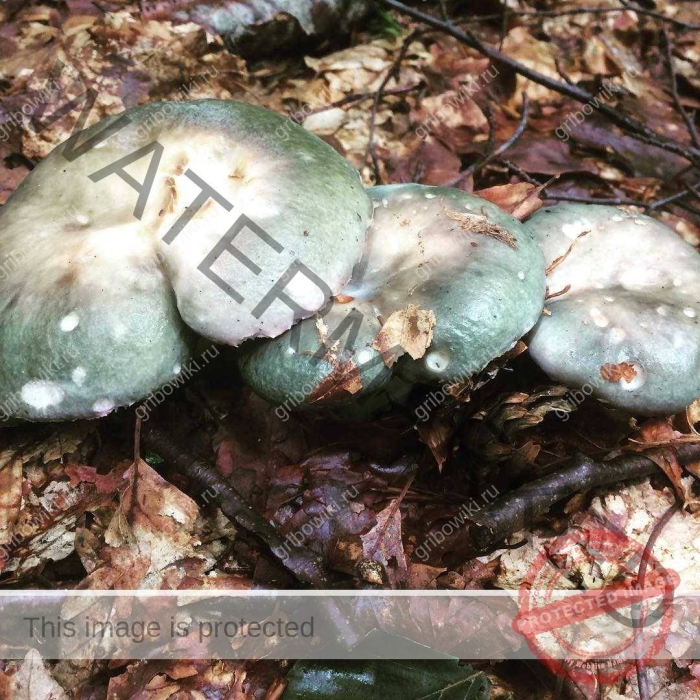 Сыроежка сардониксовая