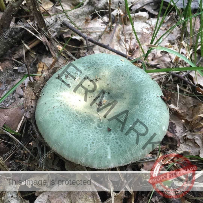 Синявка гриб