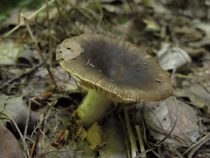 Сыроежка зеленая съедобная