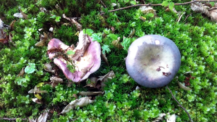 Июньские грибы