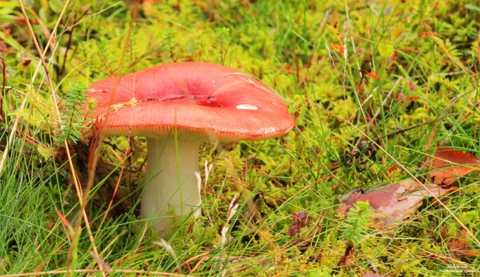 Сыроежка разнопластинчатая