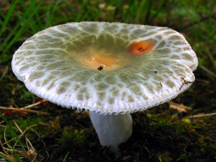 Russula parvovirescens