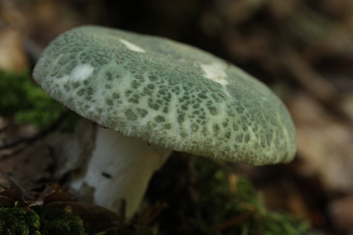 Сыроежка чешуйчатая (russula virescens)