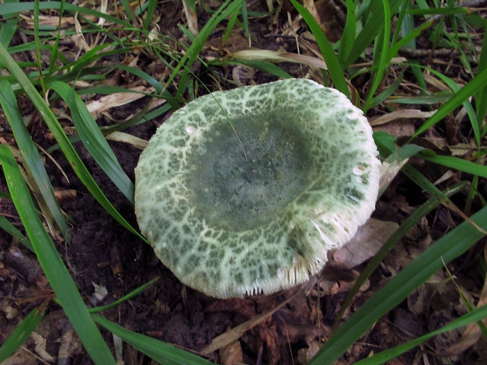 Сыроежка зеленоватая чешуйчатая