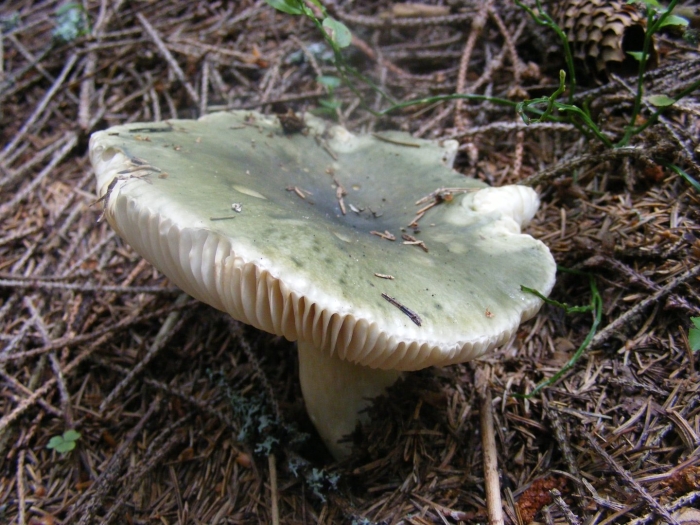Сыроежка зеленоватая (russula virescens)