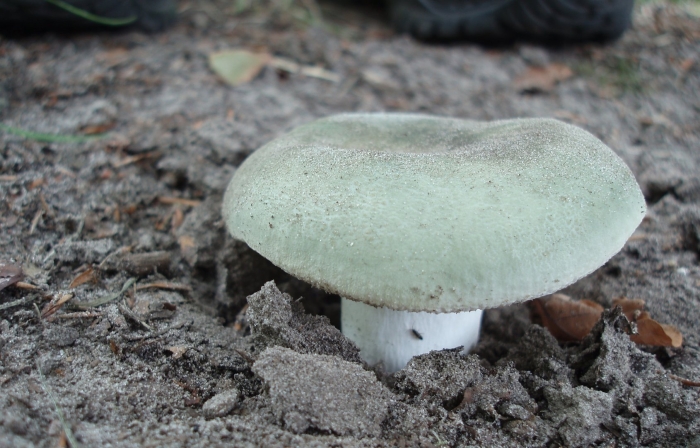 Russula aeruginea
