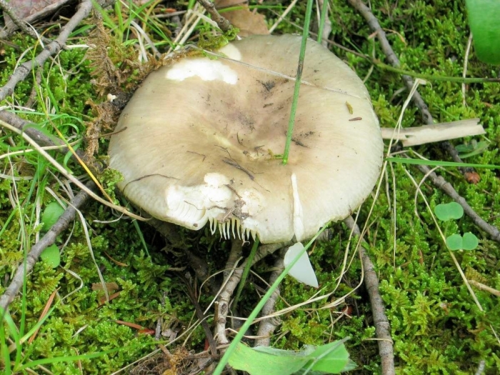Сыроежка чешуйчатая (russula virescens)