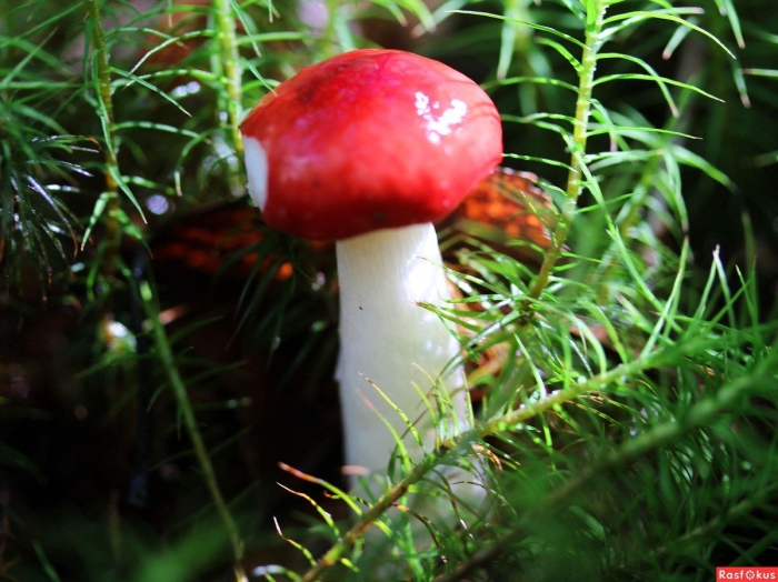 Сыроежка зеленая