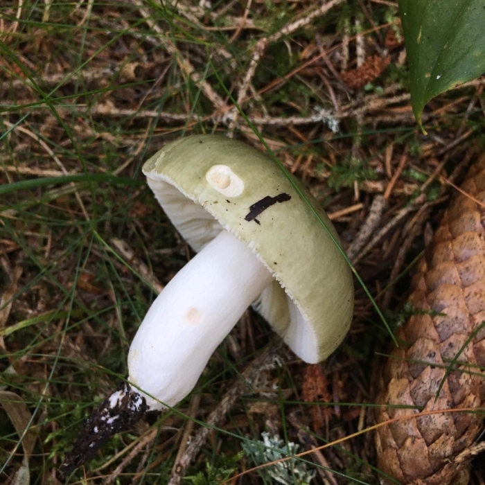 Сыроежка и бледная поганка