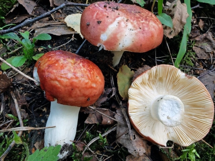 Russula alutacea
