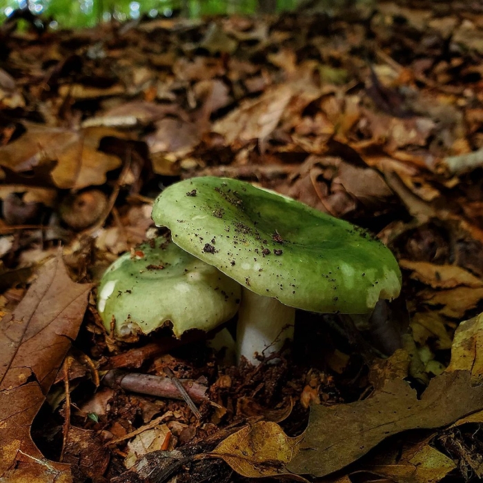 Гриб сыроежка зеленая